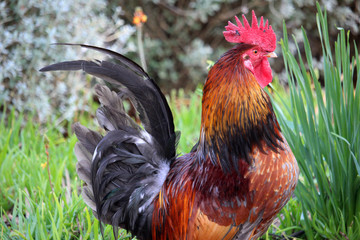 Detalle de gallo de corral en una granja