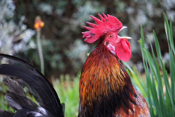Detalle de gallo de corral en una granja © jimenezar