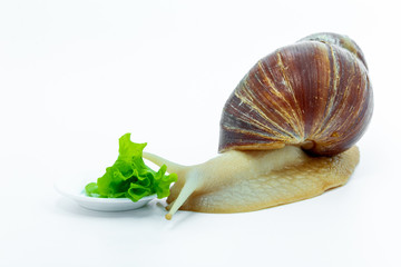 Funny Achatina snail is eating green cabbage on a white plate, view from the left. on white background.