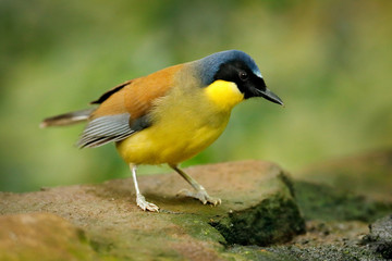 Blue-crowned laughing thrush or Courtois's laughingbird, Garrulax Dryonastes courtoisi. Blue, yellow and black songbird sitting on the rock with green background, China. Rare bird in nature habitat.