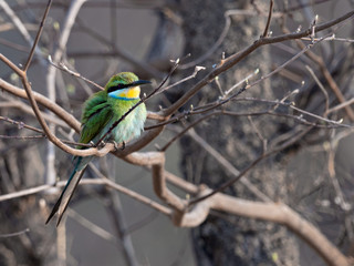 Wildlife photo of a Swallow-tailed Bee-eater (Merops hirundineus) perched on a branch, Namibia
