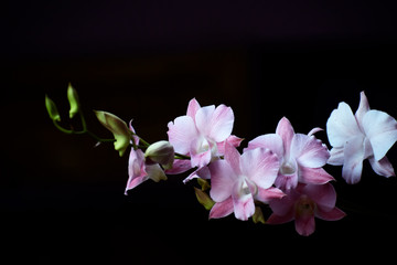 Naklejka na ściany i meble Pink orchids with black background