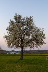 Baum auf dem Luh, Giessen, Großen-Linden, Hessen, Germany
