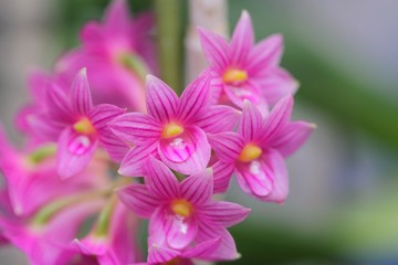 デンドロビウム・ミヤケイ