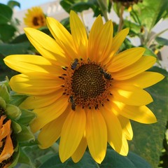 Bees - sunflower