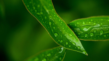 dew drops on beautiful green leaves in sunshine at garden 