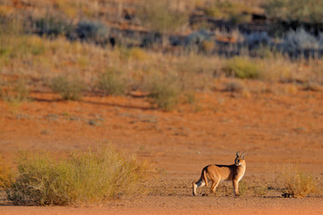 Fototapeta na wymiar Caracal, African lynx, in red sand desert. Beautiful wild cat in nature habitat, Kgalagadi, Botswana, South Africa. Animal face to face walking on gravel, Felis caracal. Wildlife scene from nature.