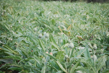 Globe Artichoke Plants in Field