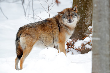 Wolf in snowy rock mountain, Europe. Winter wildlife scene from nature. Gray wolf, Canis lupus with rock in the background. Cold snow season in nature, Germany wildlife.