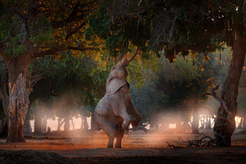 Boswell elephant at Mana Pools NP, Zimbabwe in Africa, stand up on his hind legs, sun set. Magic wildlife in nature. Elephant, high stretched trunk, trying to reach on the leaves, wildlife, sunset. © ondrejprosicky