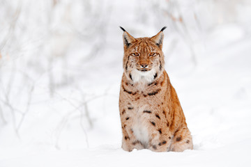 Obraz premium Lynx walking, wild cat in the forest with snow. Wildlife scene from winter nature. Cute big cat in habitat, cold condition. Snowy forest with beautiful animal wild lynx, Germany.