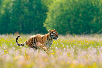 Fototapeta na wymiar Tiger with pink and yellow flowers. Amur tiger sitting in the grass. Flowered meadow with dangerous animal. Wildlife from summer Russia.