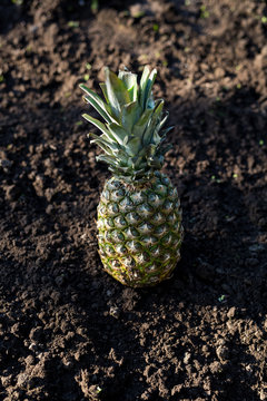 beautiful pineapple lies on the ground.