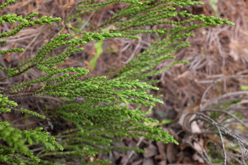 Hebe (Greensleeves), outdoor plants 2020