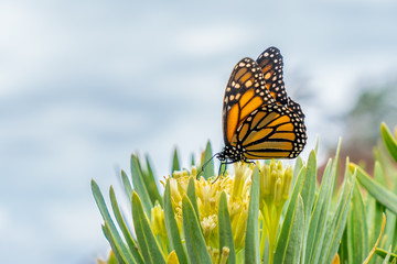 Ein Monarchfalter auf einer gelben Blüte