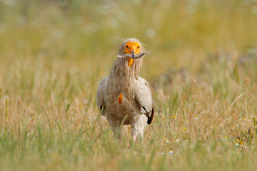 Egyptian vulture, Neophron percnopterus, big bird of prey sitting on the stone in nature habitat, Madzarovo, Bulgaria, Eastern Rhodopes. White vulture with yellow bill. Bird of prey in the wild nature