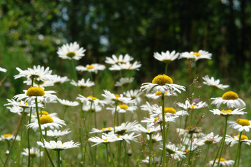 Floral background - a close up of wild ox-eye daisies (Leucanthemum vulgare) in the field, side view, selective focus. Summer meadow with chamomile flowers on a bright summer day