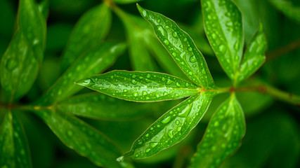 dew drops on beautiful green leaves in sunshine at garden 