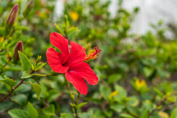 Rote Hibiskusblüte - Makro © zauberblicke