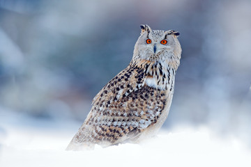 Owl from Siberia, Russia. Bird with snow, col winter.