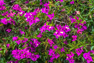 Obraz premium Eine Bougainvillea Staude in voller Blüte