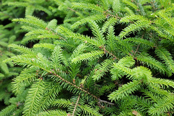 Fototapeta na wymiar Picea abies L. (Nidiformis), outdoor plants 2020