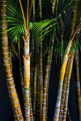 Bambus-Halme in einem Garten