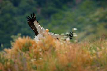 Egyptian vulture, Neophron percnopterus, big bird of prey sitting on the stone in nature habitat, Madzarovo, Bulgaria, Eastern Rhodopes. White vulture with yellow bill. Bird of prey in the wild nature