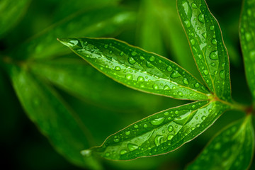 dew drops on beautiful green leaves in sunshine at garden 
