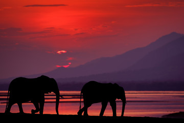 Fototapeta na wymiar Elephant at Mana Pools NP, Zimbabwe in Africa. Big animal in the old forest, evening light, sun set. Magic wildlife scene in nature. African elephant in beautiful habitat. Art view in nature.