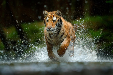 Amur tiger playing in the water, Siberia. Dangerous animal, tajga, Russia. Animal in green forest stream. Siberian tiger splashing water. © ondrejprosicky