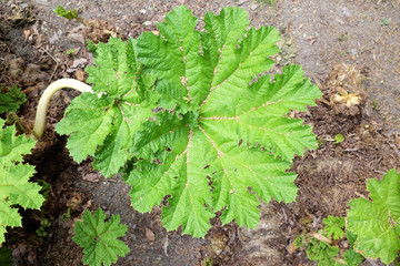Gunnera manicata (Linden ex Dolchev), outdoor plants 2020