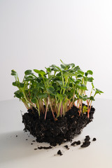 Close-up of young radish microgreen sprouts growing on an earth lump. Vertical view. To represent a concept of healthy nutrition, vegetarian lifestyle or an illustration for your product