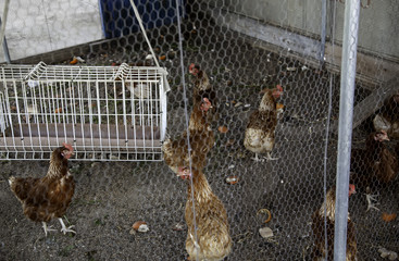 Chickens in a farm pen