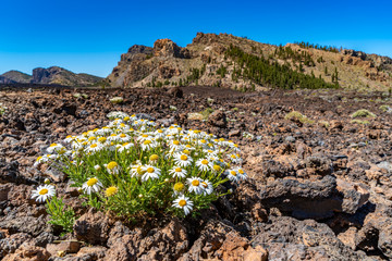 Kraterlandschaft auf Teneriffa mit Margeritenblumen
