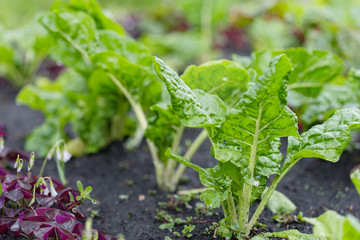Plants in  organic vegetable garden