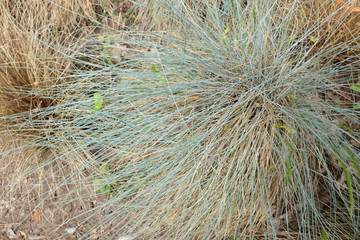 Festuca ovina L. (Poaceae), outdoor plants 2020