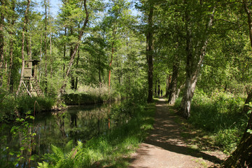 Hiking in biosphere reserve Spree forest (Spreewald), Luebbenau - Germany