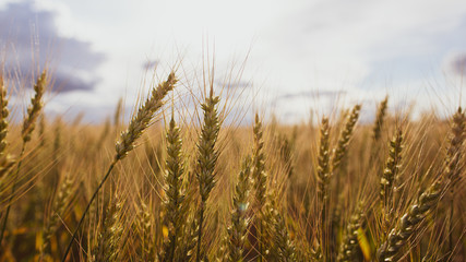 Wheat field, spica of Triticum against a cloudy sky. Agriculture. Bountiful harvest.