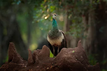 Keuken spatwand met foto Indian Peafoul, bird displays courtship in tree window, Sri Lanka, India. Indian Peafowl, Pavo cristatus, blue and green exotic bird from India. Peahens on the tree. © ondrejprosicky