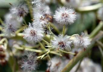 Weiße Samen einer verblühten Blume