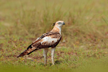 Changeable hawk-eagle, Nisaetus cirrhatus, close up, eagle on the ground, perched on rotten trunk against high grass in background. Wilpattu national park, Sri Lanka. Wildlife photography.