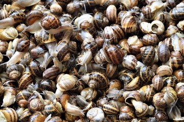 grupo caracoles vivos