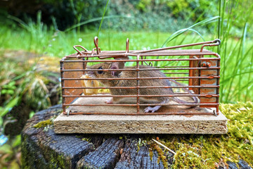 A small mouse caught in a live trap 