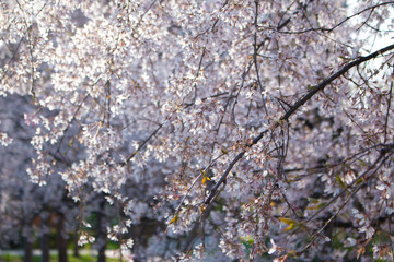 Blooming bird cherry (lat. Prunus padus)