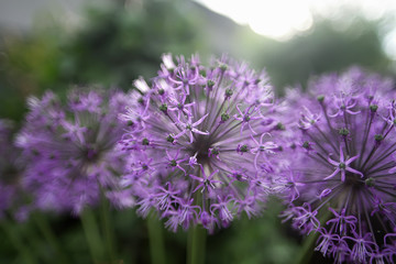 Obraz premium Flowers looks like covid-19 bacteria, purple dandelion