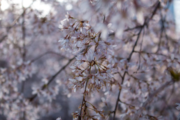 Blooming bird cherry (lat. Prunus padus)