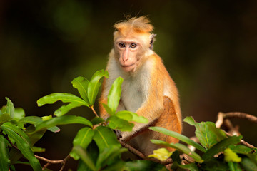 Toque macaque, Macaca sinica, monkey with evening sun. Macaque in nature habitat, Wilpattu NP, Sri Lanka. Wildlife scene from Asia. Beautiful forest in background.