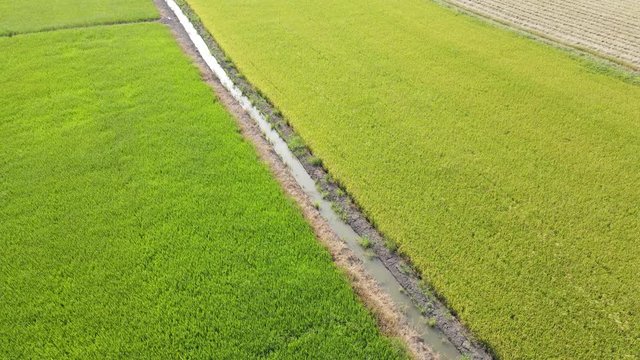 Aerial view over green rice field.