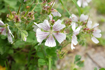 Geranium renardii (Geraniaceae), outdoor plants 2020